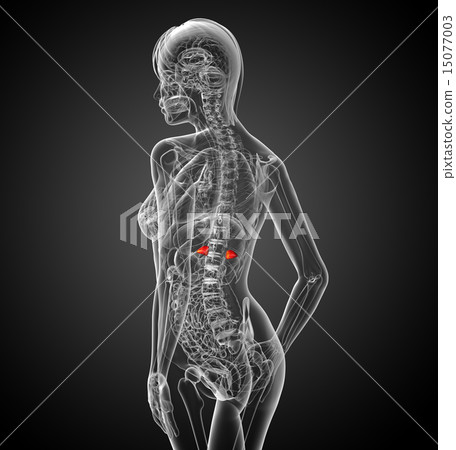 3d render medical illustration of the spleen 3d render medical illustration of the spleen 15077003