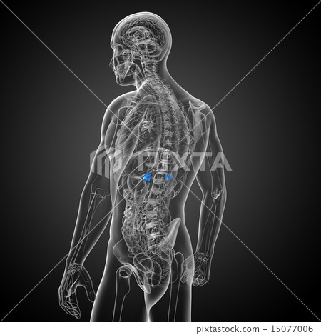 3d render medical illustration of the spleen 3d render medical illustration of the spleen 15077006