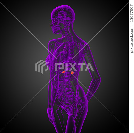 3d render medical illustration of the spleen 3d render medical illustration of the spleen 15077007