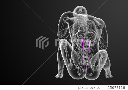 3d render medical illustration of the ureter 15077116