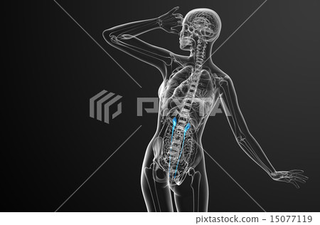 3d render medical illustration of the ureter 15077119
