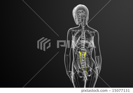3d render medical illustration of the ureter 15077131
