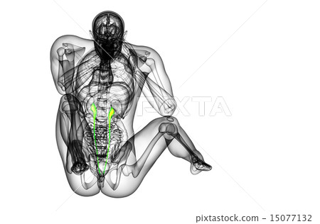 3d render medical illustration of the ureter 15077132