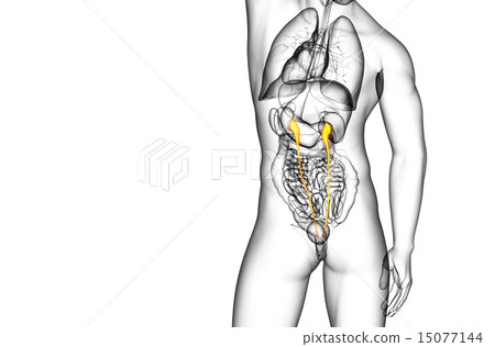 3d render medical illustration of the ureter 15077144