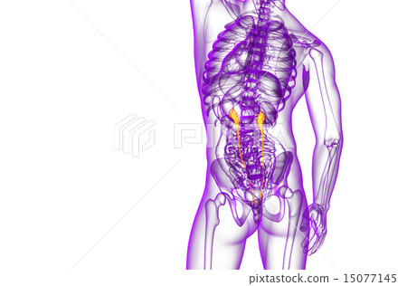 3d render medical illustration of the ureter 15077145