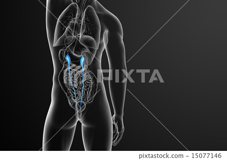 3d render medical illustration of the ureter 15077146