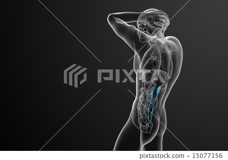 3d render medical illustration of the ureter 15077156