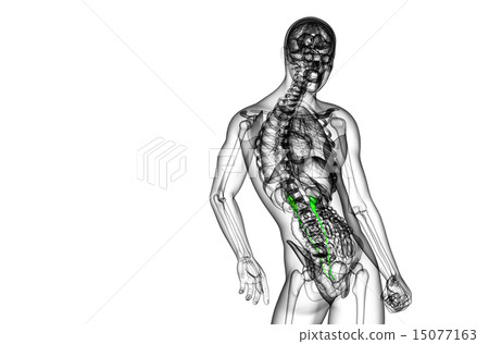 3d render medical illustration of the ureter 15077163