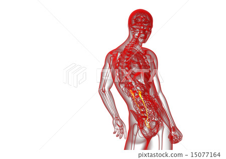 3d render medical illustration of the ureter 15077164