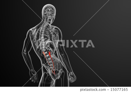 3d render medical illustration of the ureter 15077165