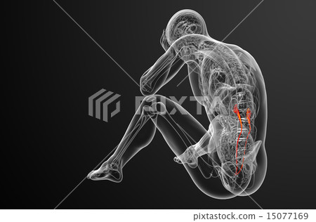 3d render medical illustration of the ureter 15077169