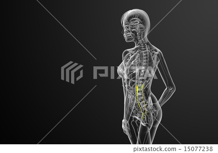 3d render medical illustration of the ureter 15077238