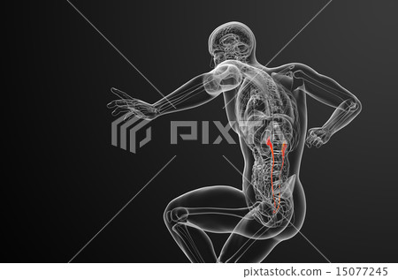 3d render medical illustration of the ureter 15077245