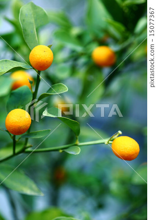水果金桔 水果金桔 15077367