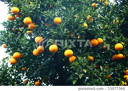 夏季砲塔牛奶水果 夏季砲塔牛奶水果 15077368