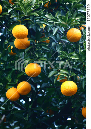 夏季砲塔牛奶水果 15077369