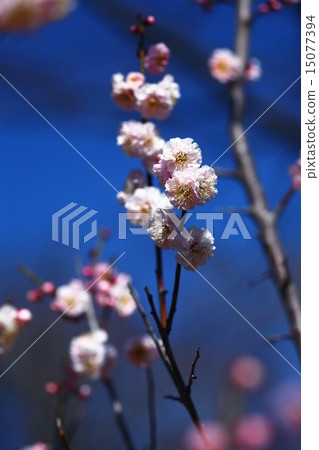 Plum pink flower Plum pink flower 15077394