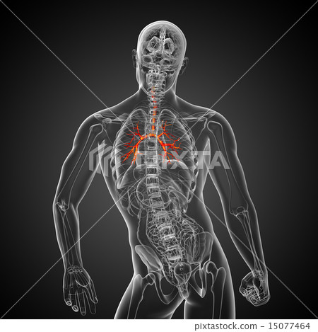 Stock Illustration: 3D medical illustration of the male bronchi