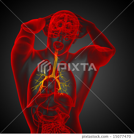 3D medical illustration of the male bronchi 3D medical illustration of the male bronchi 15077470