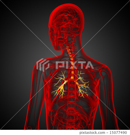 3D medical illustration of the male bronchi 3D medical illustration of the male bronchi 15077490