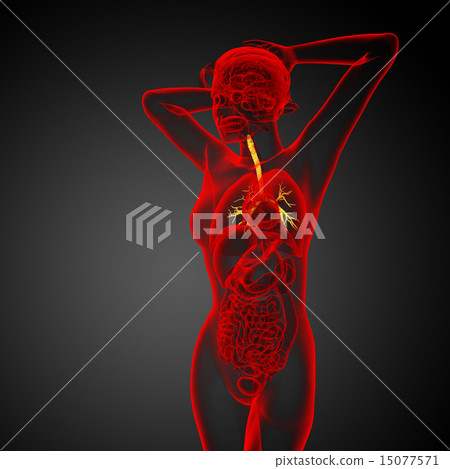 3D medical illustration of the male bronchi 3D medical illustration of the male bronchi 15077571