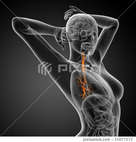 3D medical illustration of the male bronchi 3D medical illustration of the male bronchi 15077572