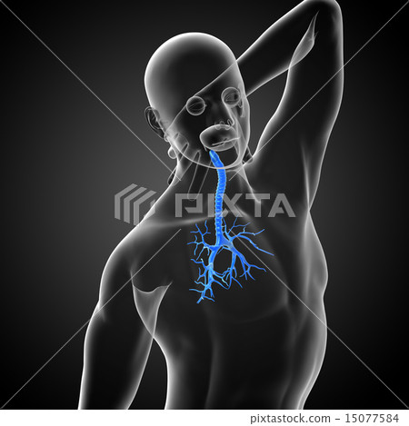 3D medical illustration of the male bronchi 15077584
