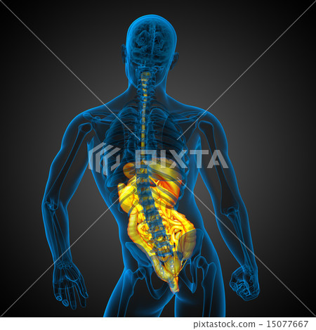 3d render illustration of the digestive system 15077667