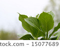 Hydrangea's young leaves 15077689