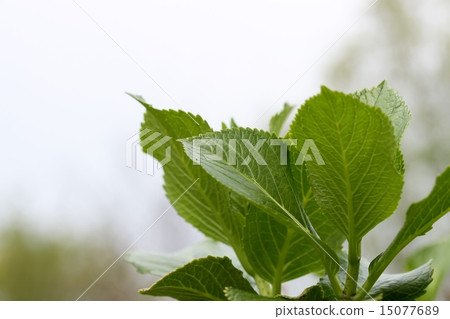 繡球花的嫩葉 繡球花的嫩葉 15077689