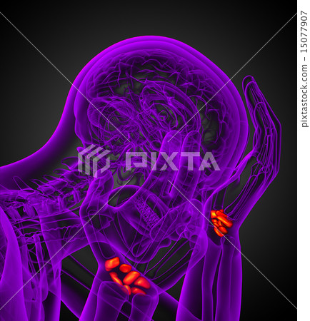 3d rendered illustration of the human carpal bones 15077907
