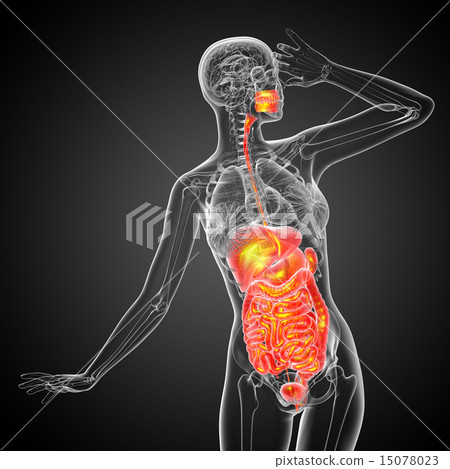 3d render illustration of the digestive system 3d render illustration of the digestive system 15078023