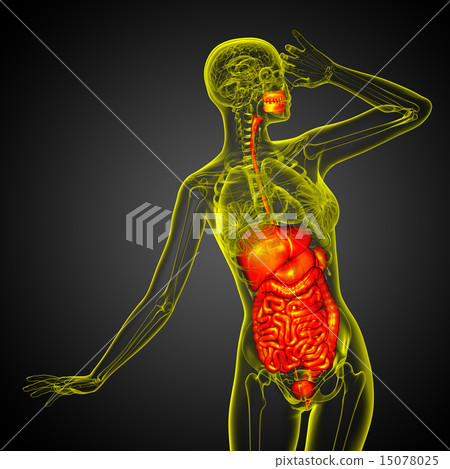 3d render illustration of the digestive system 3d render illustration of the digestive system 15078025