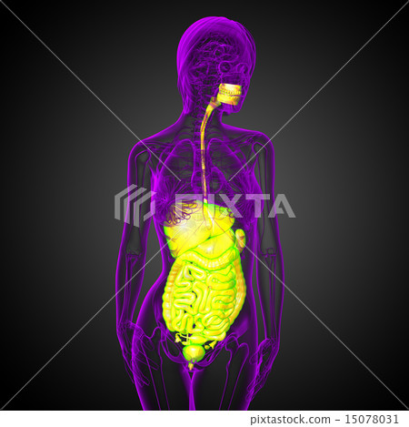 3d render illustration of the digestive system 15078031