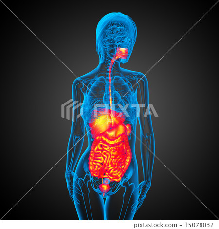 3d render illustration of the digestive system 15078032