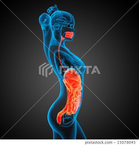 3d render illustration of the digestive system 3d render illustration of the digestive system 15078045