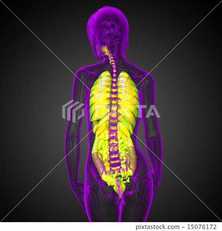 3d render illustration of the digestive system and 3d render illustration of the digestive system and 15078172