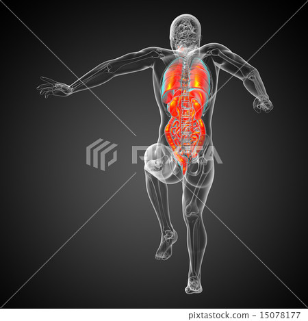 Stock Illustration: 3d render illustration of the digestive system and