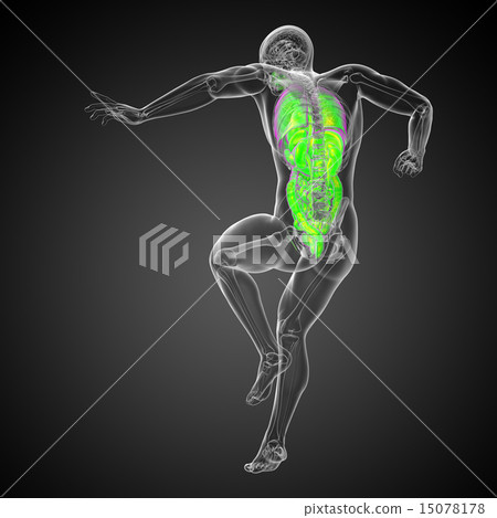 Stock Illustration: 3d render illustration of the digestive system and