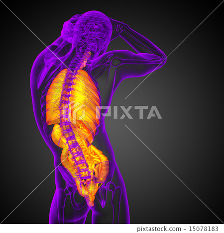 Stock Illustration: 3d render illustration of the digestive system and