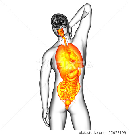 3d render illustration of the digestive system and 3d render illustration of the digestive system and 15078199