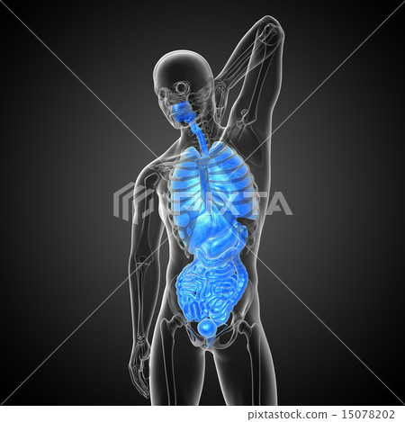 3d render illustration of the digestive system and 15078202
