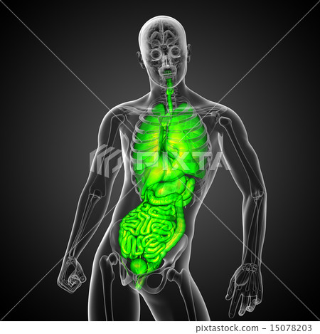 3d render illustration of the digestive system and 3d render illustration of the digestive system and 15078203
