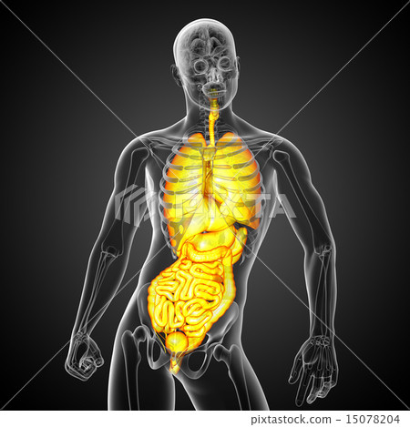 3d render illustration of the digestive system and 3d render illustration of the digestive system and 15078204