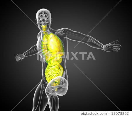 3d render illustration of the digestive system and 3d render illustration of the digestive system and 15078262