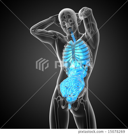 Stock Illustration: 3d render illustration of the digestive system and