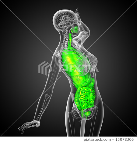 3d render illustration of the digestive system and 3d render illustration of the digestive system and 15078306