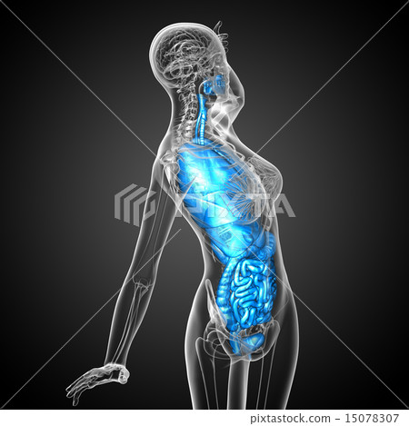 3d render illustration of the digestive system and 3d render illustration of the digestive system and 15078307