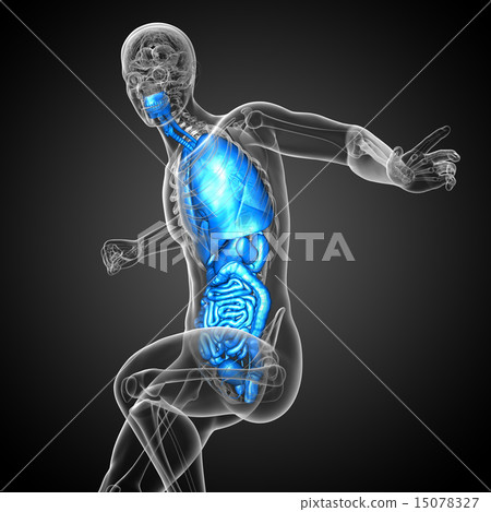 3d render illustration of the digestive system and 3d render illustration of the digestive system and 15078327