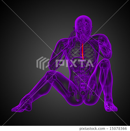3d render medical illustration of the esophagus 15078366